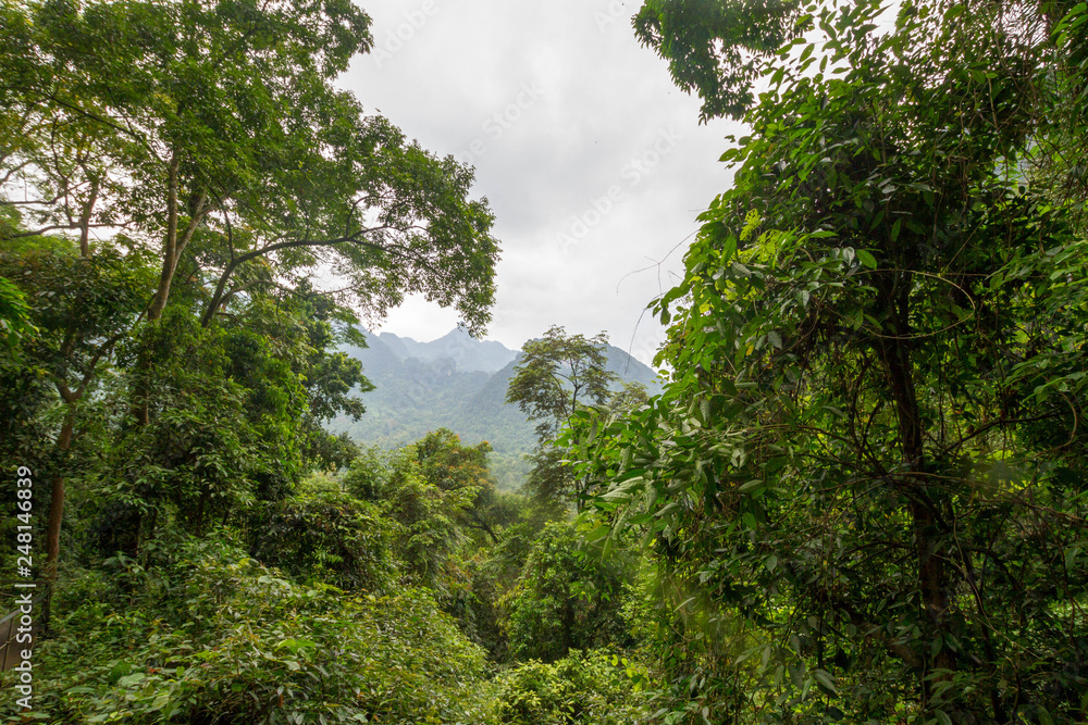 Dschungel in Zentralvietnam in der Phong Nha region
