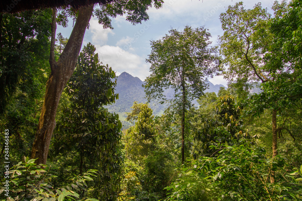 Ausblick in den Dschungel in Vietnam