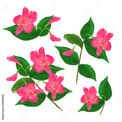 Spring pink flower decorative shrub Weigela Eva Supreme set on a white background vintage vector illustration editable hand draw