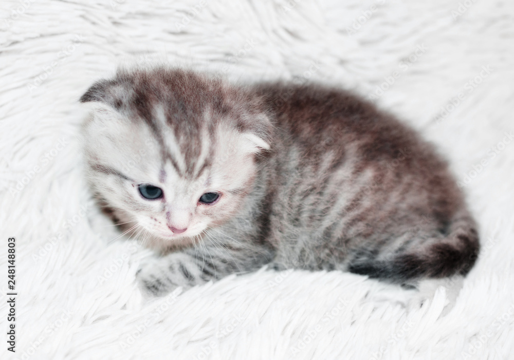 Little kitten Little kitten