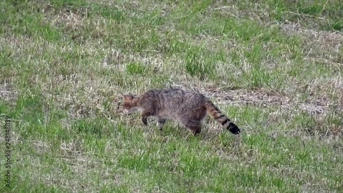 Europäische Wildkatze (Felis silvestris) fängt und frisst Feldmaus, , Freilandaufnahme photo