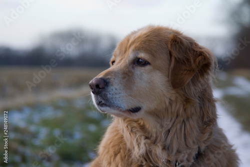 Golden Retriever draußen in der Natur