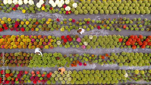 Colorful Flower field from above