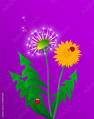 Floral poster  flyer or card with dandelion field flower. Spring or summer bright yellow flowers  seed heads and red ladybugs on bright purple background