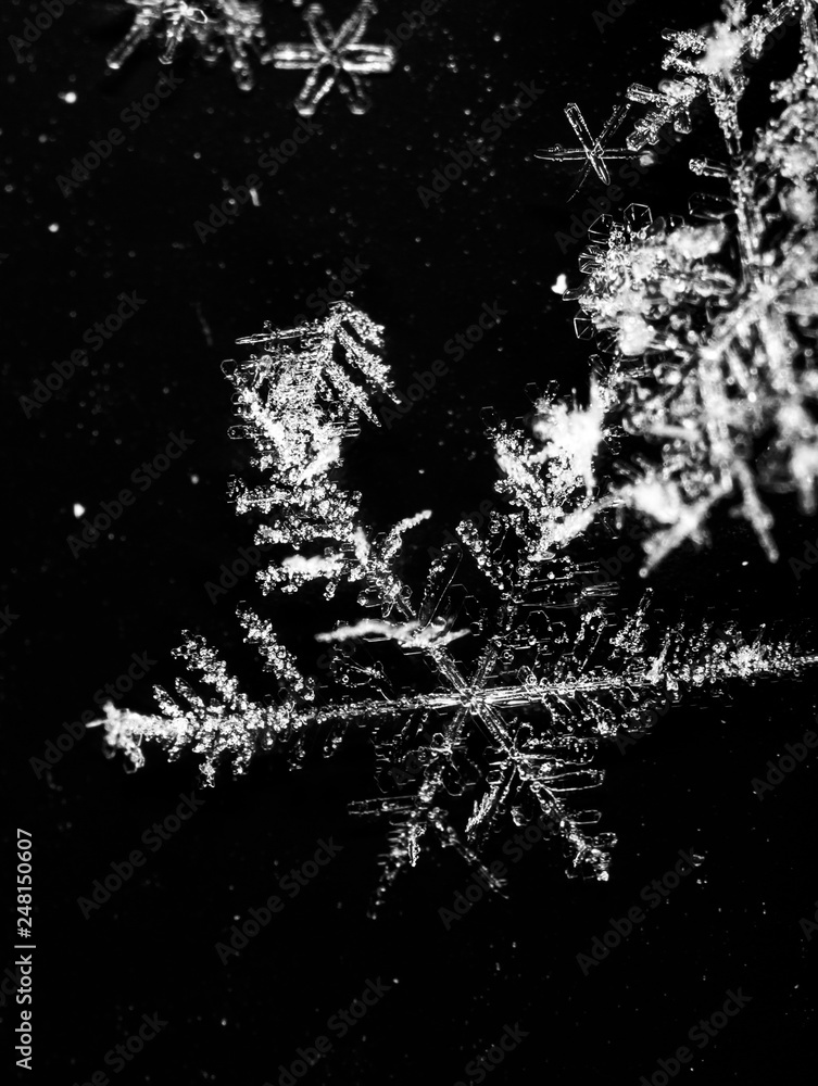 Fototapeta premium White snowflakes on a white background