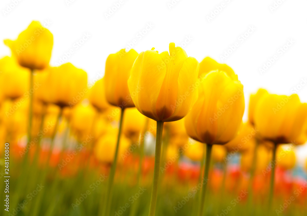 Fototapeta premium Yellow tulips in the park as background
