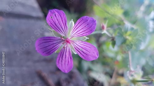 flowers in the garden