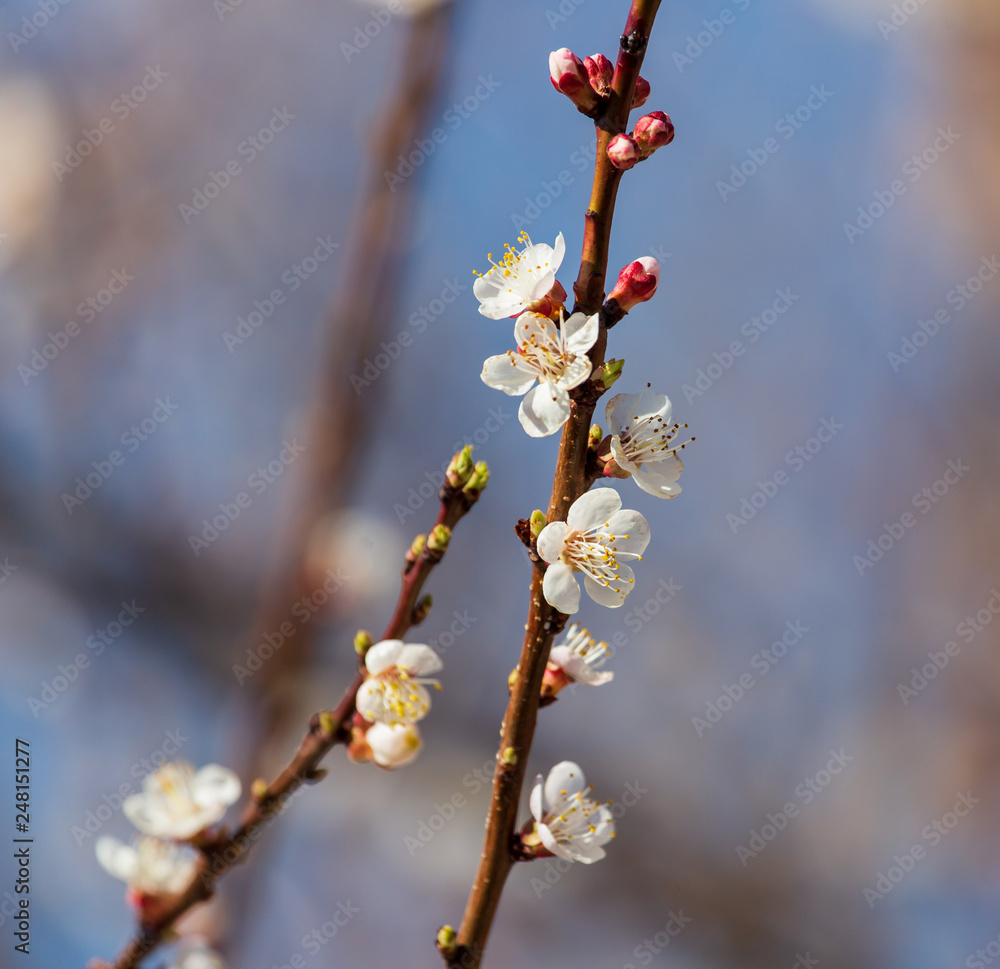 Red flowers on apricot branches in spring Red flowers on apricot branches in spring