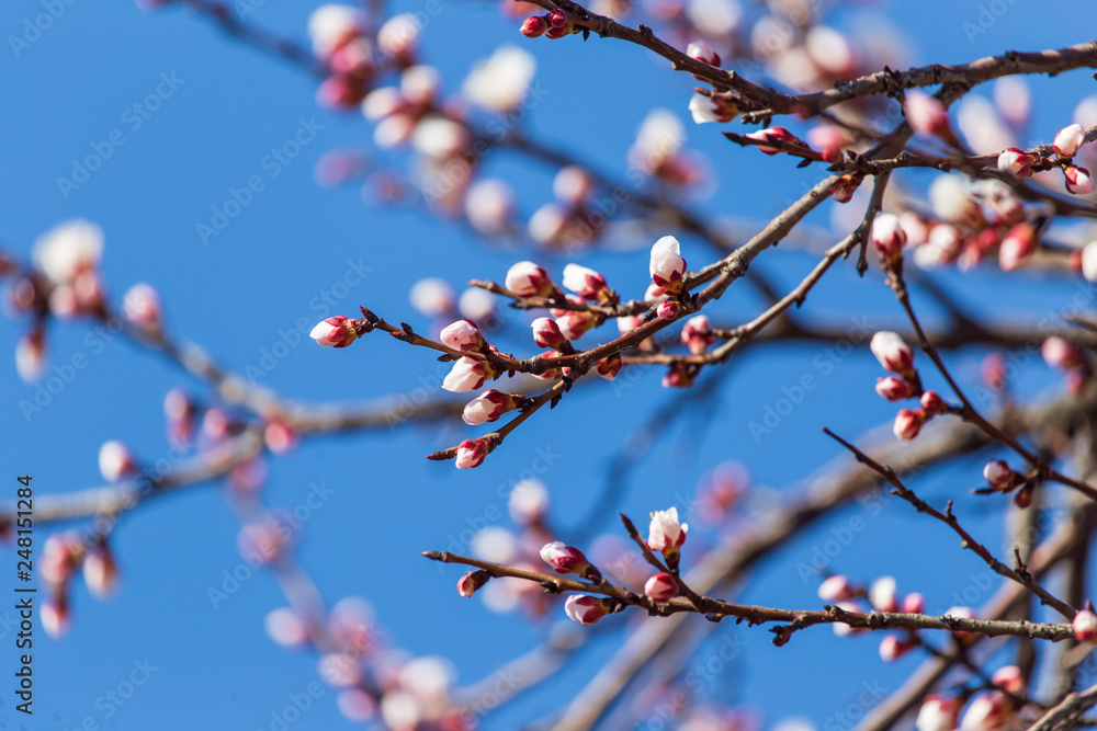 Red flowers on apricot branches in spring Red flowers on apricot branches in spring