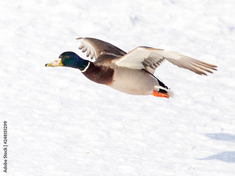 Duck in flight over white snow in winter Duck in flight over white snow in winter