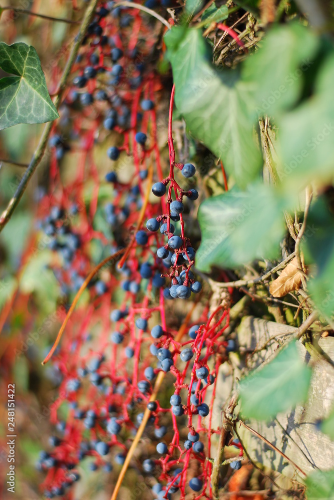 Fototapeta premium Selbstkletternde Jungfernrebe (Parthenocissus quinquefolia) - blaue Beeren