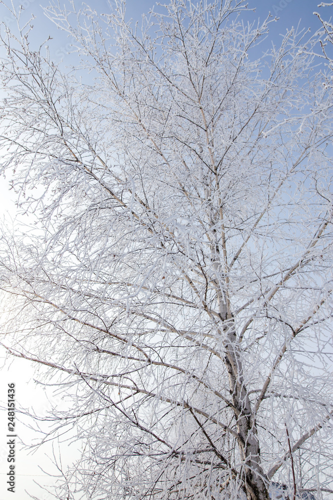 Frozen branches on a tree against a blue sky Frozen branches on a tree against a blue sky