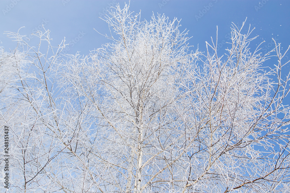 Frozen branches on a tree against a blue sky