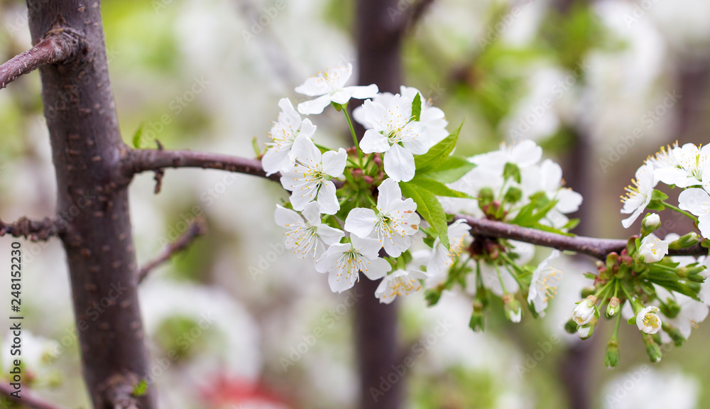 Flowers on the branches of cherry in spring Flowers on the branches of cherry in spring