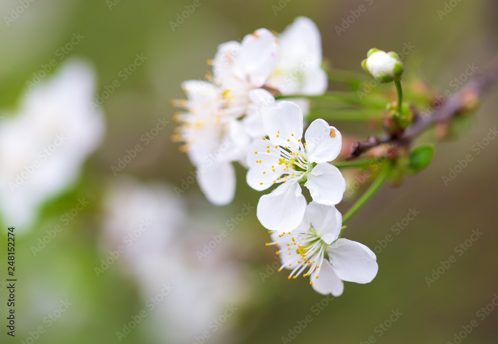 Flowers on the branches of cherry in spring