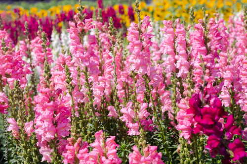 colorful flower of Snapdragon or Antirrhinum majus L. in the outdoor park