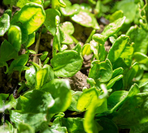 Green leaves of sorrel in the ground in spring