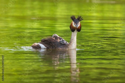 Closeup of a Great crested grebe Podiceps cristatus with chicks on her back photo