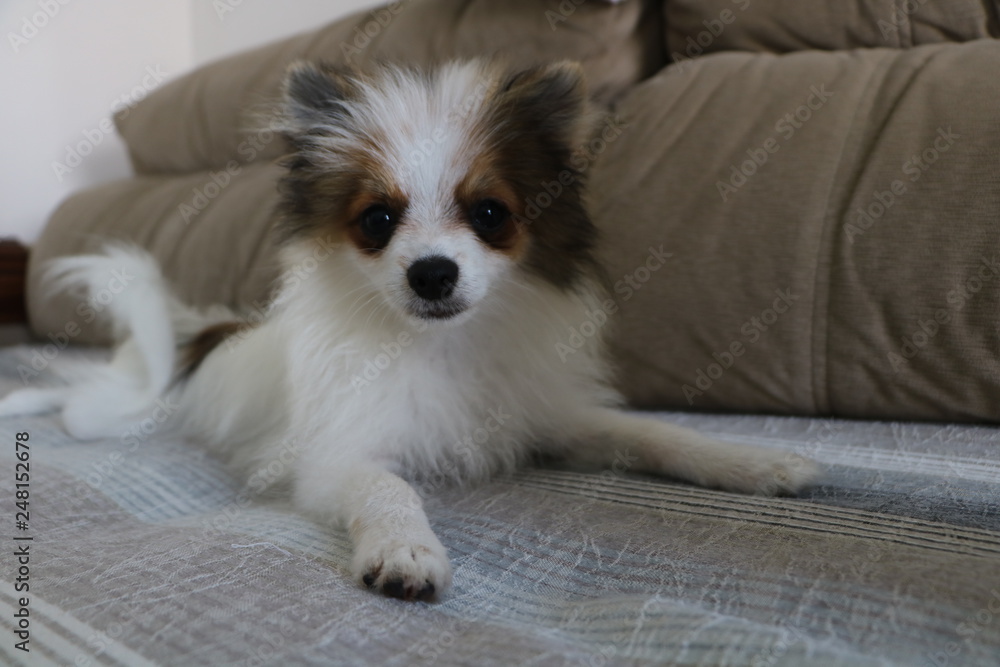 Sweet little puppy Sweet little puppy