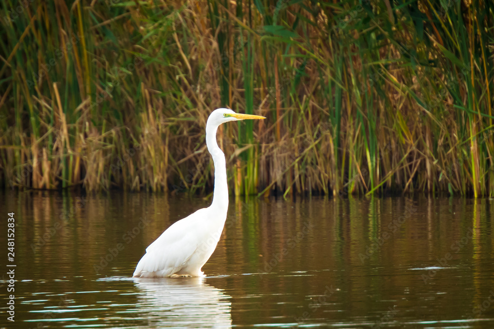 Great egret Ardea alba waterfowl closeup Great egret Ardea alba waterfowl closeup