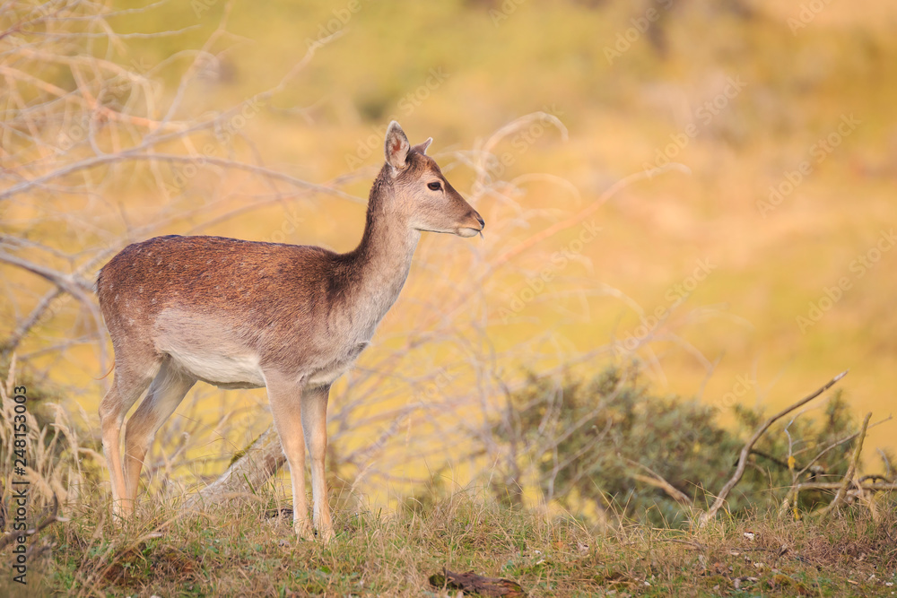 Fallow deer Dama Dama doe, hind or fawn in Autumn Fallow deer Dama Dama doe, hind or fawn in Autumn