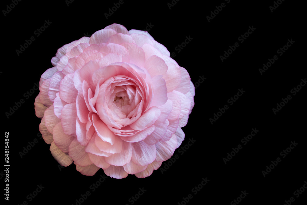 Pink Ranunculus on black background Pink Ranunculus on black background