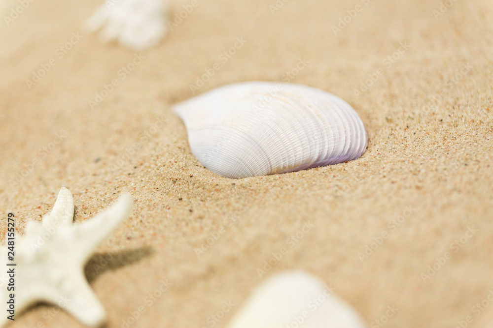 vacation and summer holidays concept - seashells on beach sand vacation and summer holidays concept - seashells on beach sand