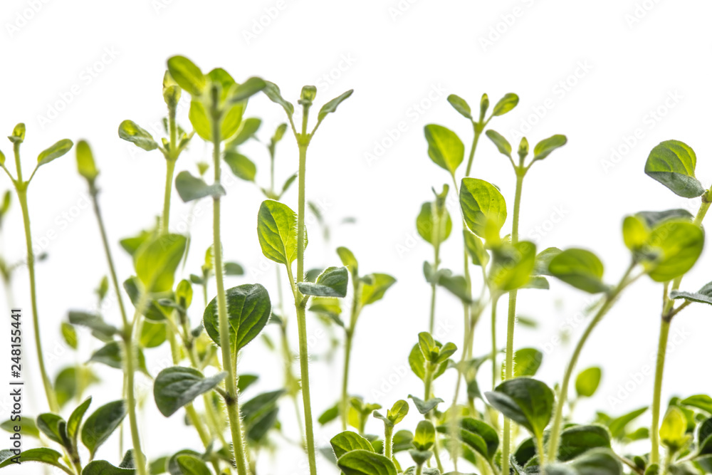 Fototapeta premium fresh oregano plant