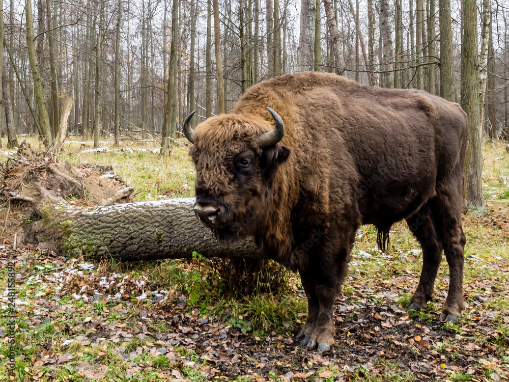 Big Auroch standing in the forest. The European bison (Bison bonasus), also known as wisent or the European wood bison, Russia Big Auroch standing in the forest. The European bison (Bison bonasus), also known as wisent or the European wood bison, Russia