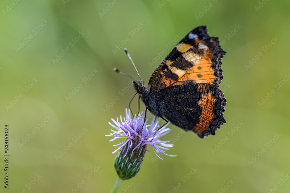 Closeup view of a small tortoiseshell butterfly on a pink thistle Closeup view of a small tortoiseshell butterfly on a pink thistle