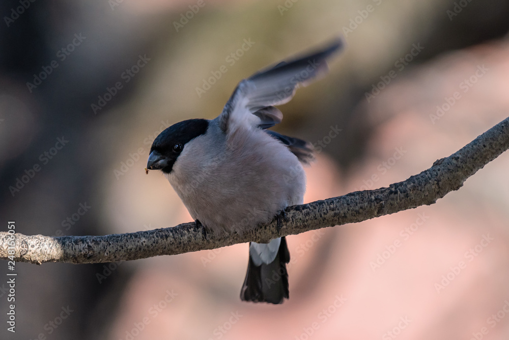 Fototapeta premium Female bullfinch in springtime, got scared and about to take off