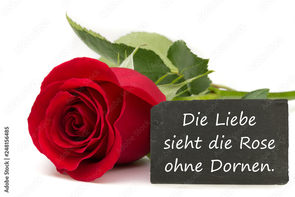 Die Liebe sieht die Rose ohne Dornen. Stock-Foto | Adobe Stock