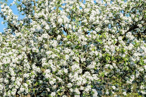 Fototapeta Naklejka Na Ścianę i Meble -  Apple blossom, spring flowers, background with blossoming branches of tree