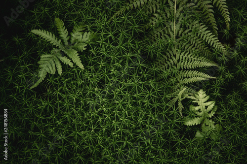 green fern leaves texture photo