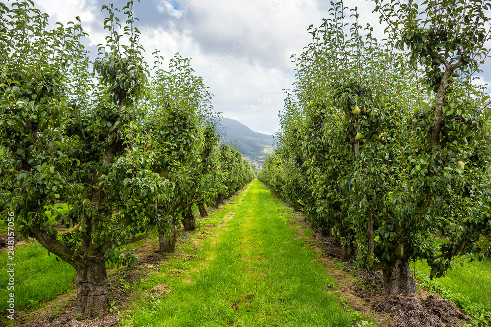 Pear tree orchard on a beautiful day Pear tree orchard on a beautiful day