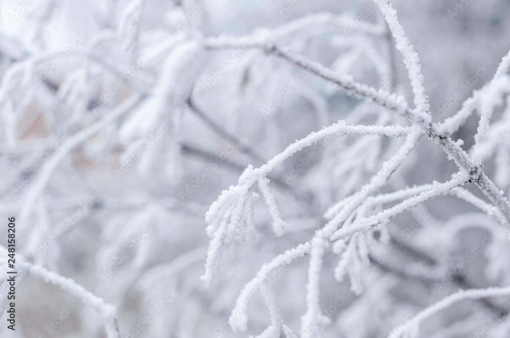 branches and trees in snow on white background branches and trees in snow on white background