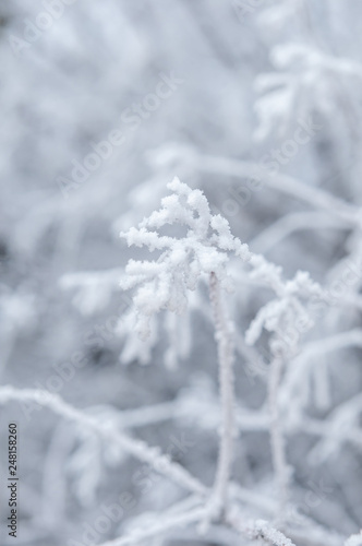 branches and trees in snow on white background