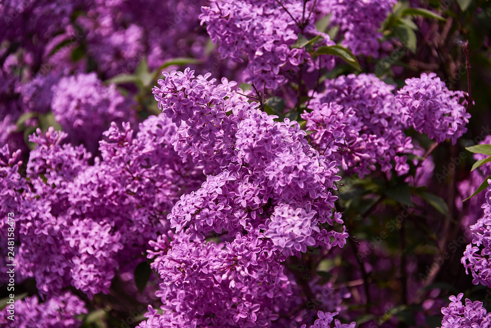 beautiful lilac closeup beautiful lilac closeup
