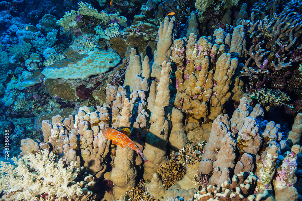 custom made wallpaper toronto digitalCoral Reef at the Red Sea, Egypt