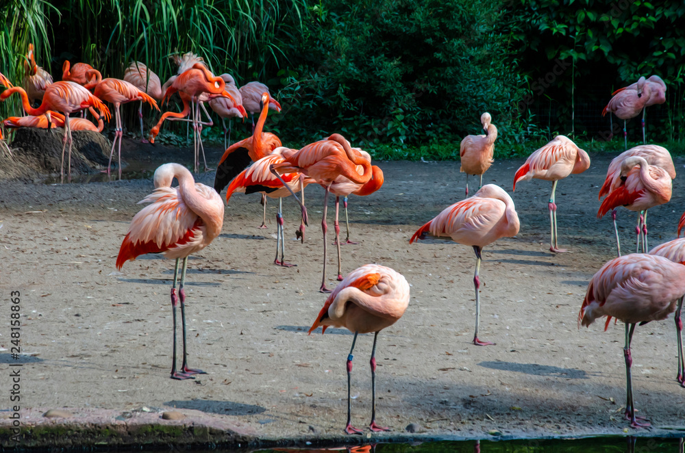 Many flamingos are resting on the lake, in the park - stylized image, oil painting Many flamingos are resting on the lake, in the park - stylized image, oil painting