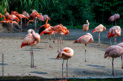 Many flamingos are resting on the lake, in the park - stylized image, oil painting