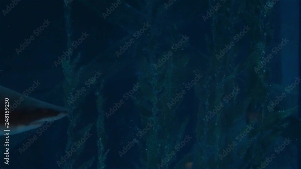 Sharks swim in a large aquarium, predators and small fish. Sharks swim in a large aquarium, predators and small fish.