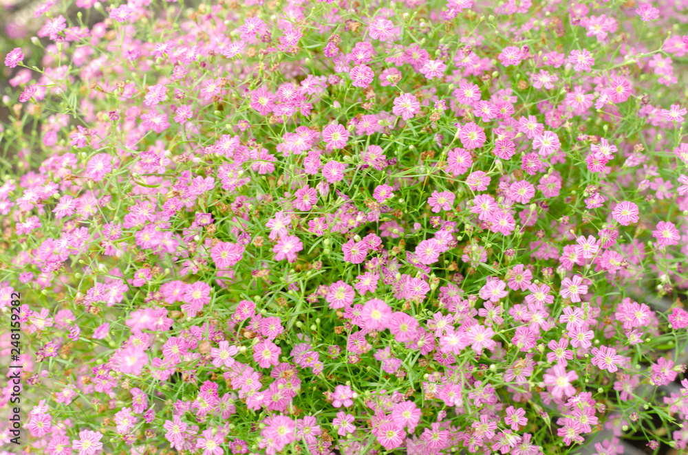 Naklejka premium Baby’s Breath flower background, Gypsophila paniculata L.