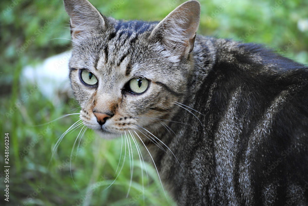 Fototapeta premium chat