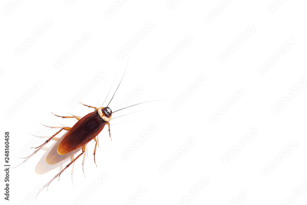 Dead cockroach isolated on white Dead cockroach isolated on white