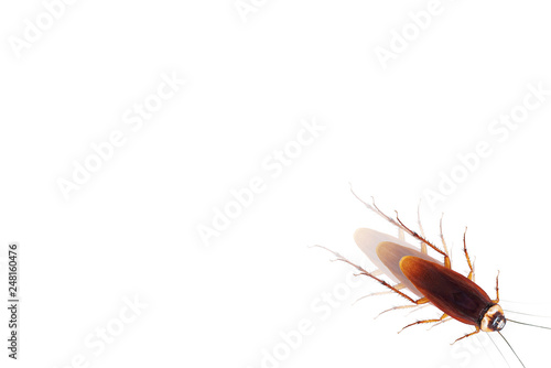 Dead cockroach isolated on white