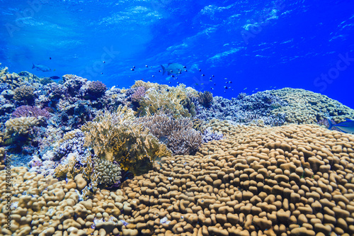 Coral Reef at the Red Sea  Egypt