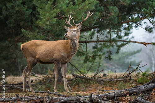Wallpaper Mural Red deer in the heathland Torontodigital.ca