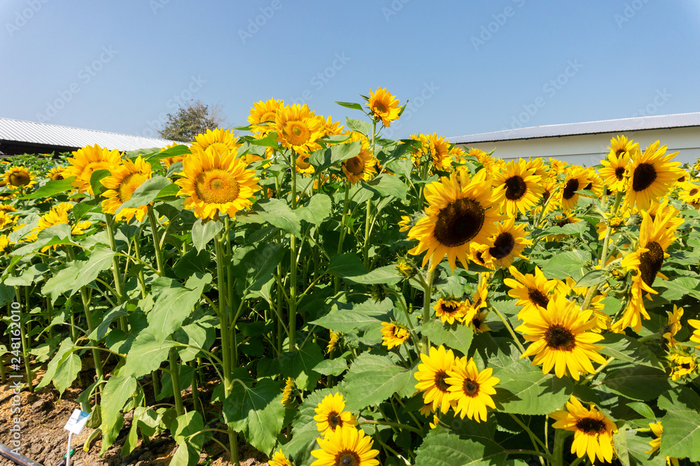 beautiful of Sunflower (Helianthus annuus) in field with blue sky