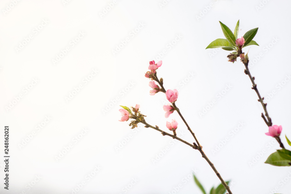 Plum flower with isolate white sky. Plum flower with isolate white sky.